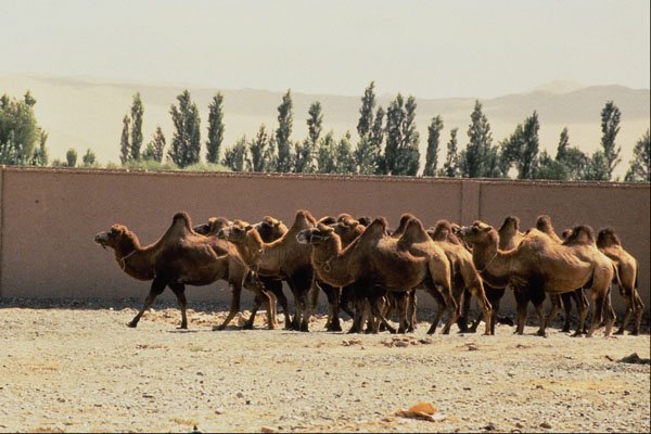 630079 Camel Herd In The Imitated Ancient Dun Huang City A4 Photo Print