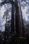 632067 Coastal Redwoods, Lady Bird Johnson Grove, California A4 Photo Print