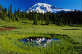 632077 Tiny Meadow Puddle Reflects Mount Rainier, Washington A4 Photo Print
