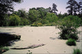 632091 Bayou (swamp), Louisiana A4 Photo Print