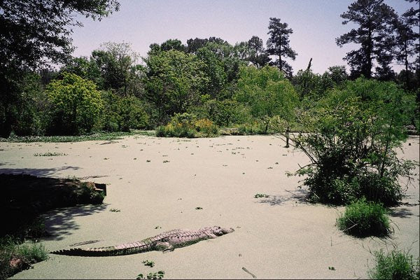 632091 Bayou (swamp), Louisiana A4 Photo Print