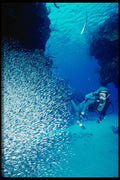 634000 Diver And Silversides A4 Photo Print