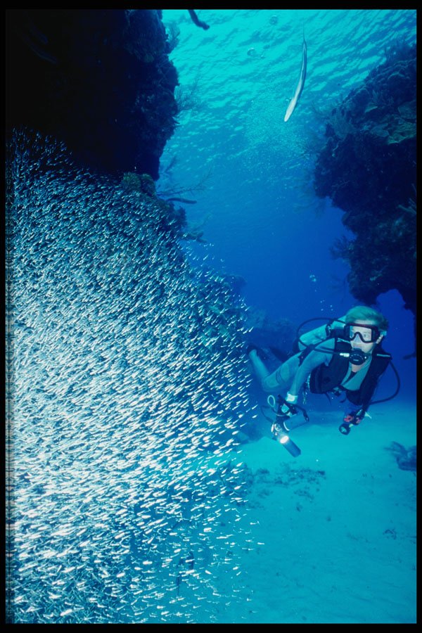 634000 Diver And Silversides A4 Photo Print