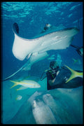 634001 Diver And Stingrays A4 Photo Print