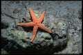 634002 Starfish, Red Sea A4 Photo Print
