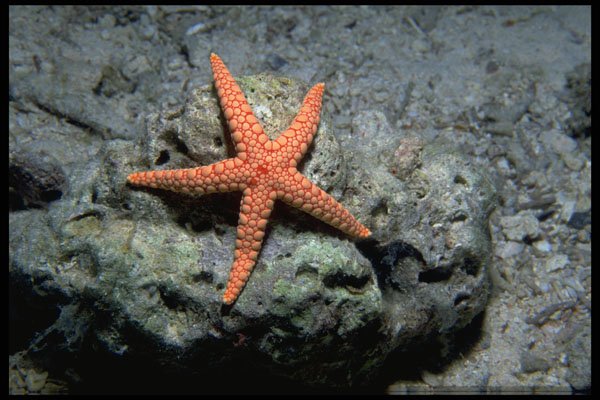 634002 Starfish, Red Sea A4 Photo Print