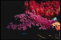 634003 Soft Coral, Red Sea A4 Photo Print