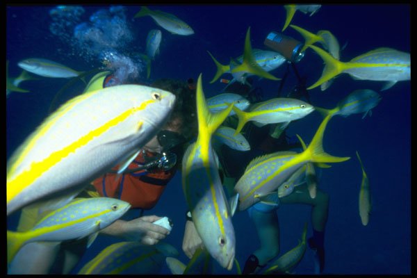 634004 Yellowtail Snapper, Grand Cayman A4 Photo Print