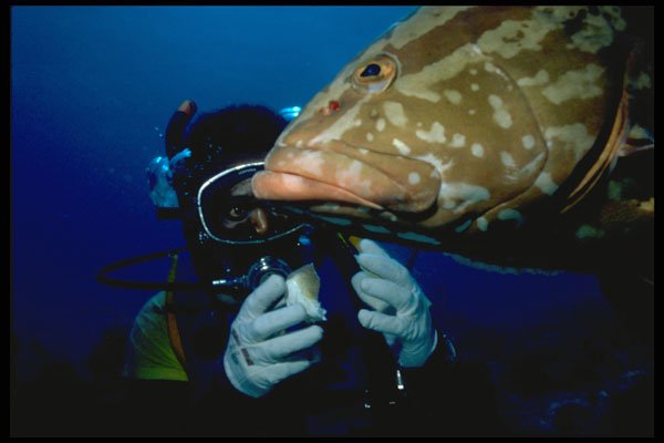 634005 Nassau Grouper, Provo, Turks And Caicos Islands A4 Photo Print
