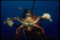 634006 Large Reef Crab, Grand Cayman A4 Photo Print