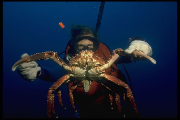 634006 Large Reef Crab, Grand Cayman A4 Photo Print