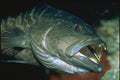 634007 A Tiny Goby Rids A Grouper's Mouth Of Worrisome Parasites A4 Photo Print