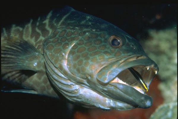 634007 A Tiny Goby Rids A Grouper's Mouth Of Worrisome Parasites A4 Photo Print