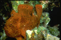 634008 This Frogfish Can Devour A Fish Its Own Size A4 Photo Print