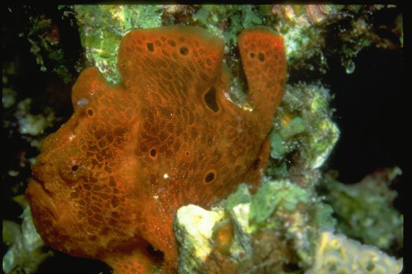 634008 This Frogfish Can Devour A Fish Its Own Size A4 Photo Print