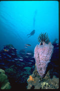 634009 A Crinoid Feeds Atop A Delicate Vase Sponge A4 Photo Print