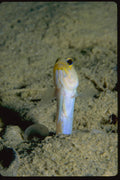 634010 Families Of Yellowhead Jawfish Live In Sand Burrows A4 Photo Print