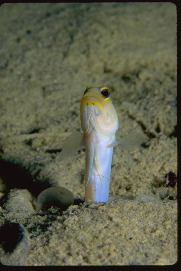 634010 Families Of Yellowhead Jawfish Live In Sand Burrows A4 Photo Print