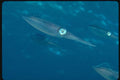 634011 Reef Squid Are Good At The Art Of Camouflage A4 Photo Print