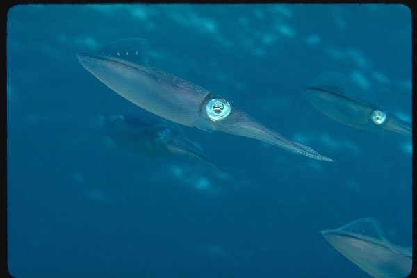 634011 Reef Squid Are Good At The Art Of Camouflage A4 Photo Print