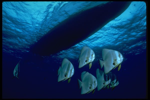 634013 Tiera Batfish Swim Beneath The Diver's Boat A4 Photo Print