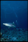 634014 The Gray Reef Shark, A Swift, Bold And Aggressive Predator A4 Photo Print