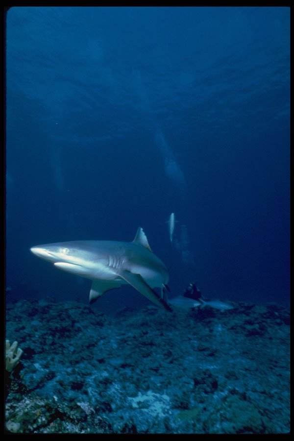 634014 The Gray Reef Shark, A Swift, Bold And Aggressive Predator A4 Photo Print