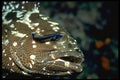 634015 A Cleaner Wrasse Removes Parasites From The Grouper's Eye A4 Photo Print