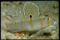634016 This Rare Sailfin Goby Is Extremely Shy And Secretive A4 Photo Print