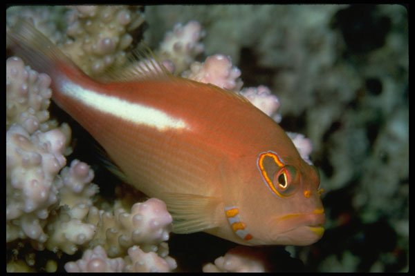 634017 Perched Atop A Coral Head Is The Arc Eye Hawkfish A4 Photo Print