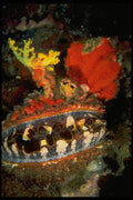 634018 Shell, Spondyl Varian Open With Yellow Soft Coral Top A4 Photo Print