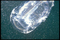 634019 Jellyfish A4 Photo Print