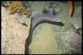 634022 Conger Eel, Madeira A4 Photo Print