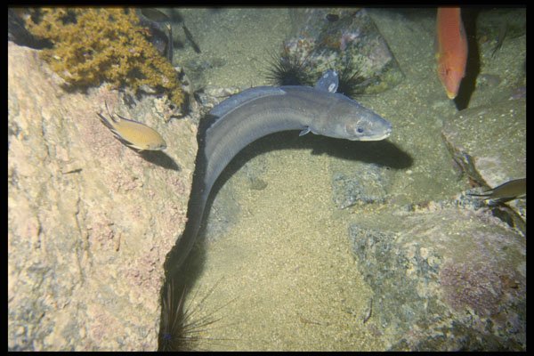 634022 Conger Eel, Madeira A4 Photo Print