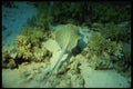 634023 Spotted Stingray, Red Sea A4 Photo Print