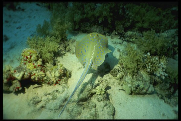 634023 Spotted Stingray, Red Sea A4 Photo Print