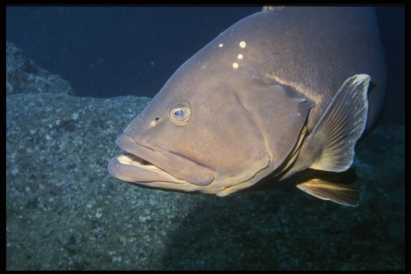 634024 Grouper, Madeira A4 Photo Print