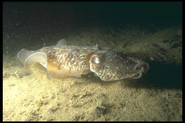 634025 Cuttlefish (Sepia Officinalis), U.K. A4 Photo Print