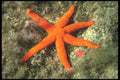 634026 Starfish (Hacelia Attenuata), Malta A4 Photo Print