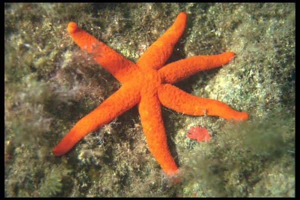 634026 Starfish (Hacelia Attenuata), Malta A4 Photo Print