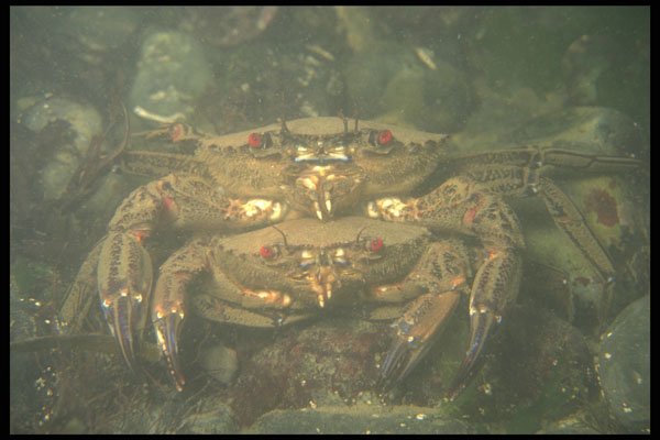 634027 Velvet Swimming Crabs (Liocarcinus Puber), U.K. A4 Photo Print