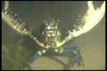 634028 Common Lobster (Homarus Gammarus), U.K. A4 Photo Print