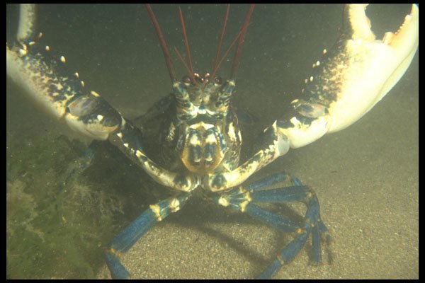 634028 Common Lobster (Homarus Gammarus), U.K. A4 Photo Print