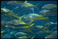 634029 Fish Under A Glass bottom Boat, Cancun, Mexico A4 Photo Print