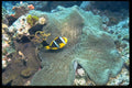 634031 Comfort In The Underwater Sea A4 Photo Print