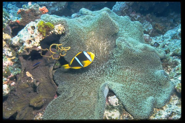 634031 Comfort In The Underwater Sea A4 Photo Print