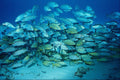 634032 Schooling Fish, Cozumel, Mexico A4 Photo Print