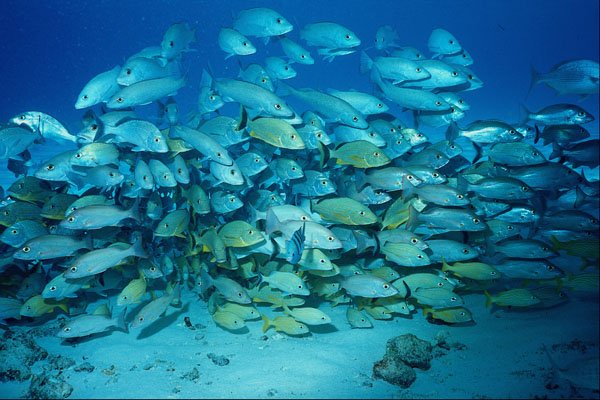 634032 Schooling Fish, Cozumel, Mexico A4 Photo Print