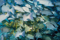 634033 Schooling Fish, Cozumel, Mexico A4 Photo Print