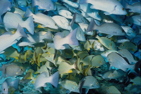 634033 Schooling Fish, Cozumel, Mexico A4 Photo Print